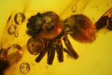 Fossil Beetle (Coleoptera) & Spider (Araneae) In Baltic Amber #163469-1